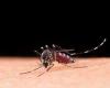 Dengue peak is behind and cases are falling in MS, analyzes Ministry – Cities