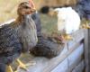 On World Chicken Day, discover seven steps to poultry welfare