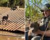 Pitbull dog is rescued after being stranded on a roof in RS for 6 days; look