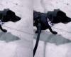 Pedro Scooby shows how the puppy he adopted in Rio Grande do Sul is doing | TV & Celebrities