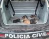 Police rescue 6 puppies in action in the interior of MS – Police