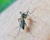 Santa Catarina records more than 150 deaths from dengue in 2024