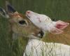 Biologist captures moment of affection between albino deer and its mother in MS