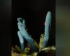 The only example of a rare species of blue fungus is discovered more than a thousand meters above sea level in Serra de SC | Santa Catarina