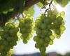 Discover the grapes that make fine wines more sustainable in SC